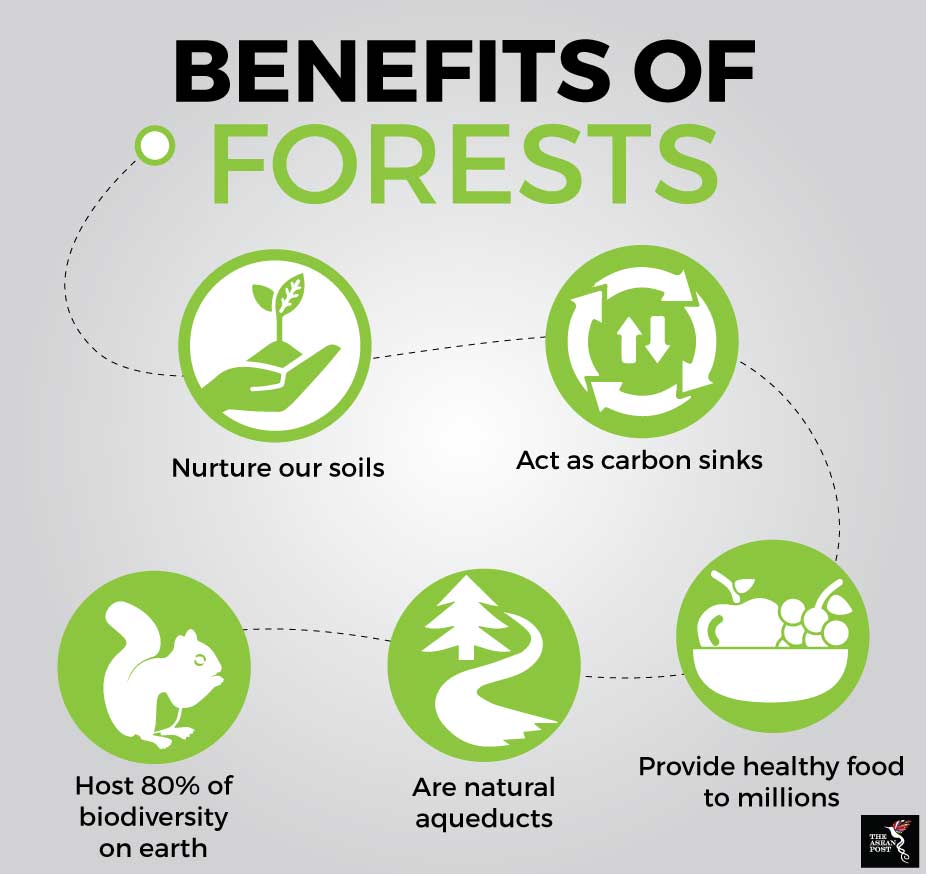 the-critical-roles-forests-play-in-our-survival-the-asean-post